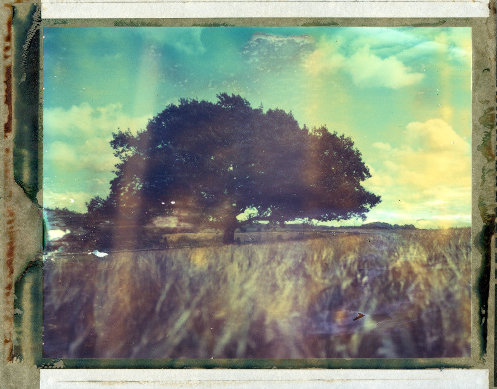 Polaroid image of an Oak tree in a cornfield