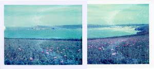 Polaroid of poppies in flower above Crantock Bay