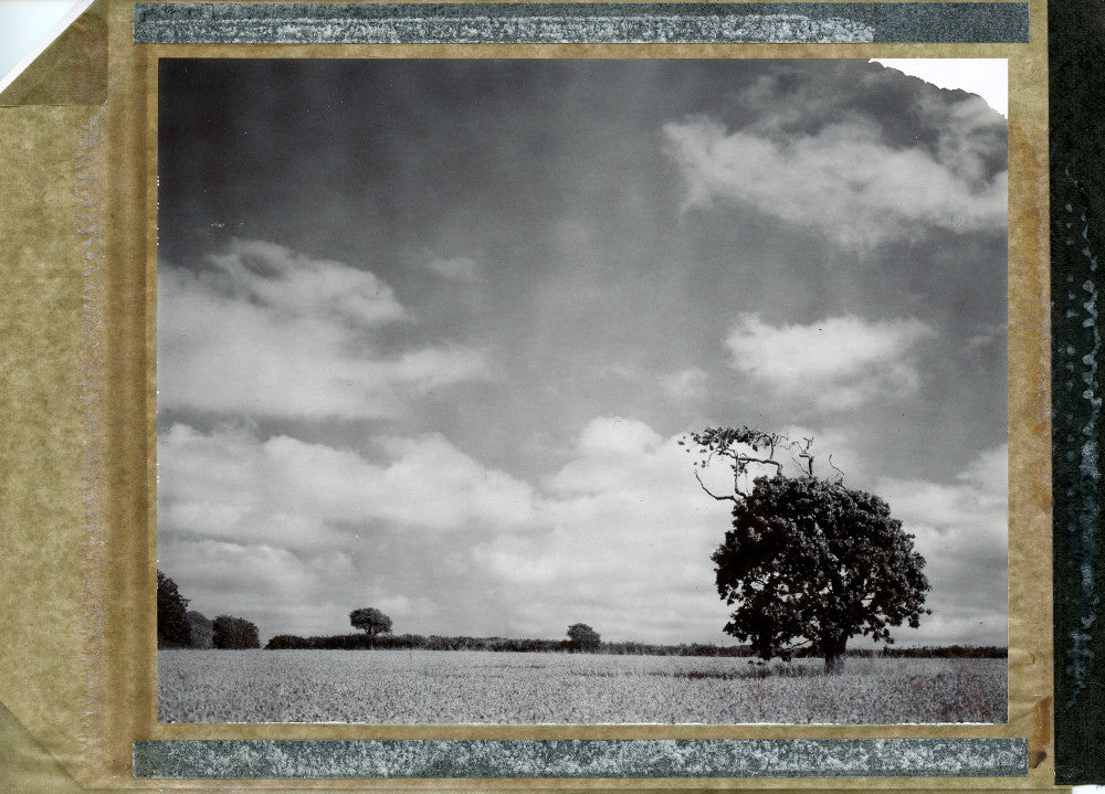 Polaroid of a tree in a cornfield in black and white