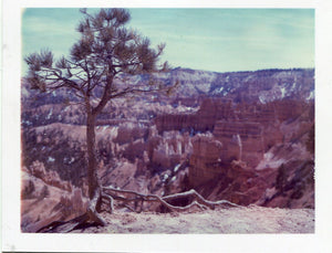 Polaroid of a tree on the rim of Bryce Canyon, Utah